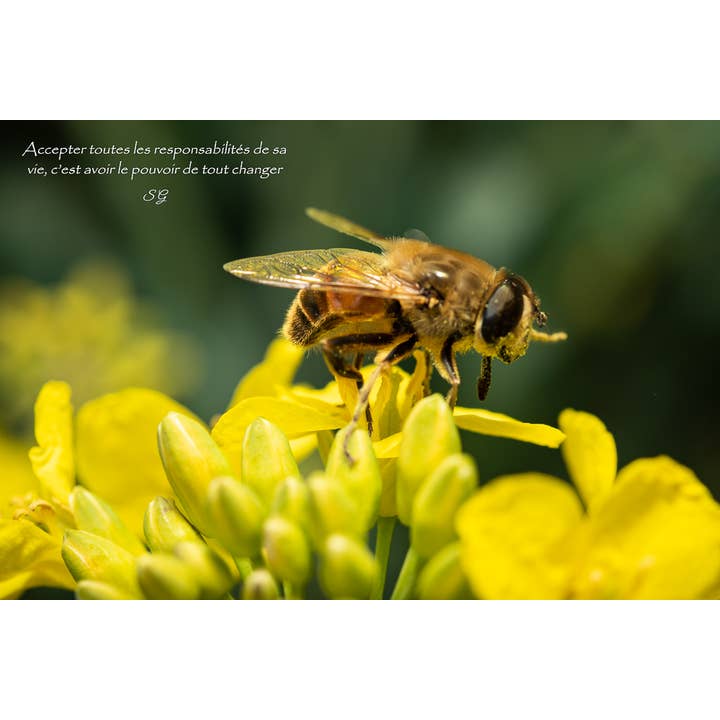 Merveille pour la vente par L'Ecriture D'Un Regard