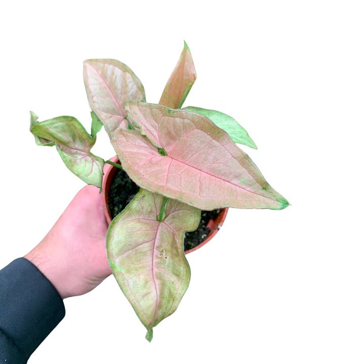 Flow State - Wholesale Live Plant - 4" Syngonium Neon Robusta (Arrowhead Plant) – Live Plant1