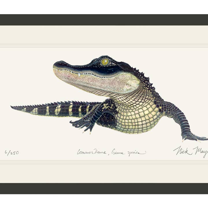 American Alligator Limited Edition Print for wholesale by Nick Mayer Art