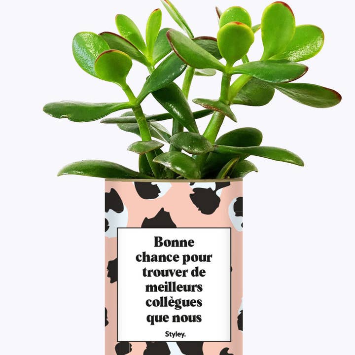 Styley - Wholesale Succulent - Bonne Chance Pour Trouver De Meilleurs Collègues - Cactus1