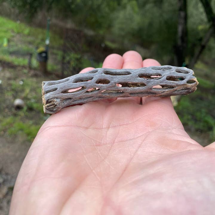 The Cactus Bros - Wholesale Dried/Pressed Flowers - Cholla dried cactus piece small 4in1