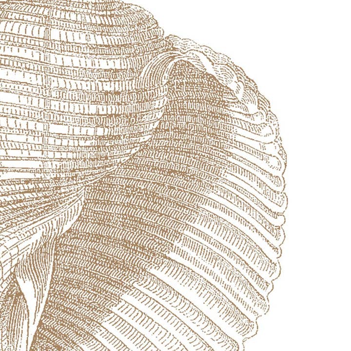 Antique Shell Sepia for wholesale by Bien Ecrit