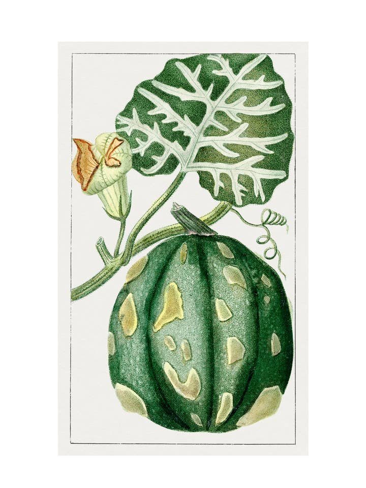 Calabaza para venta al por mayor de Sweet Tree Cards