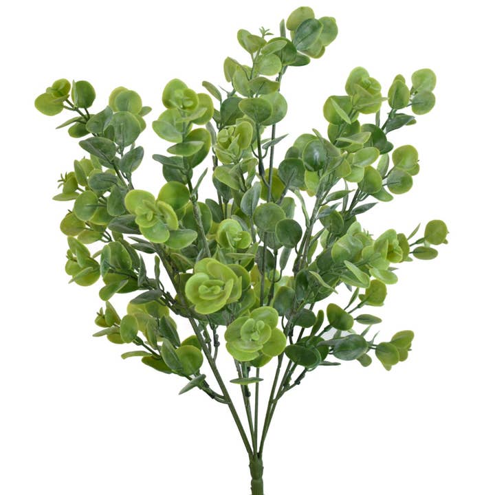 19” Gumdrop Eucalyptus Plant for wholesale by David Christopher's Collection