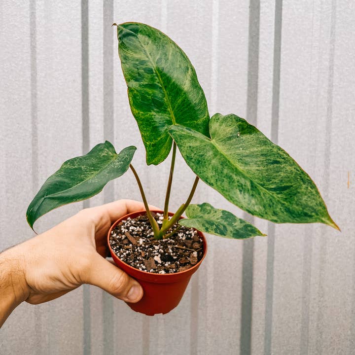 BWH Plant Co - Wholesale Live Plant - 4" Philodendron ‘Paraiso Verde’