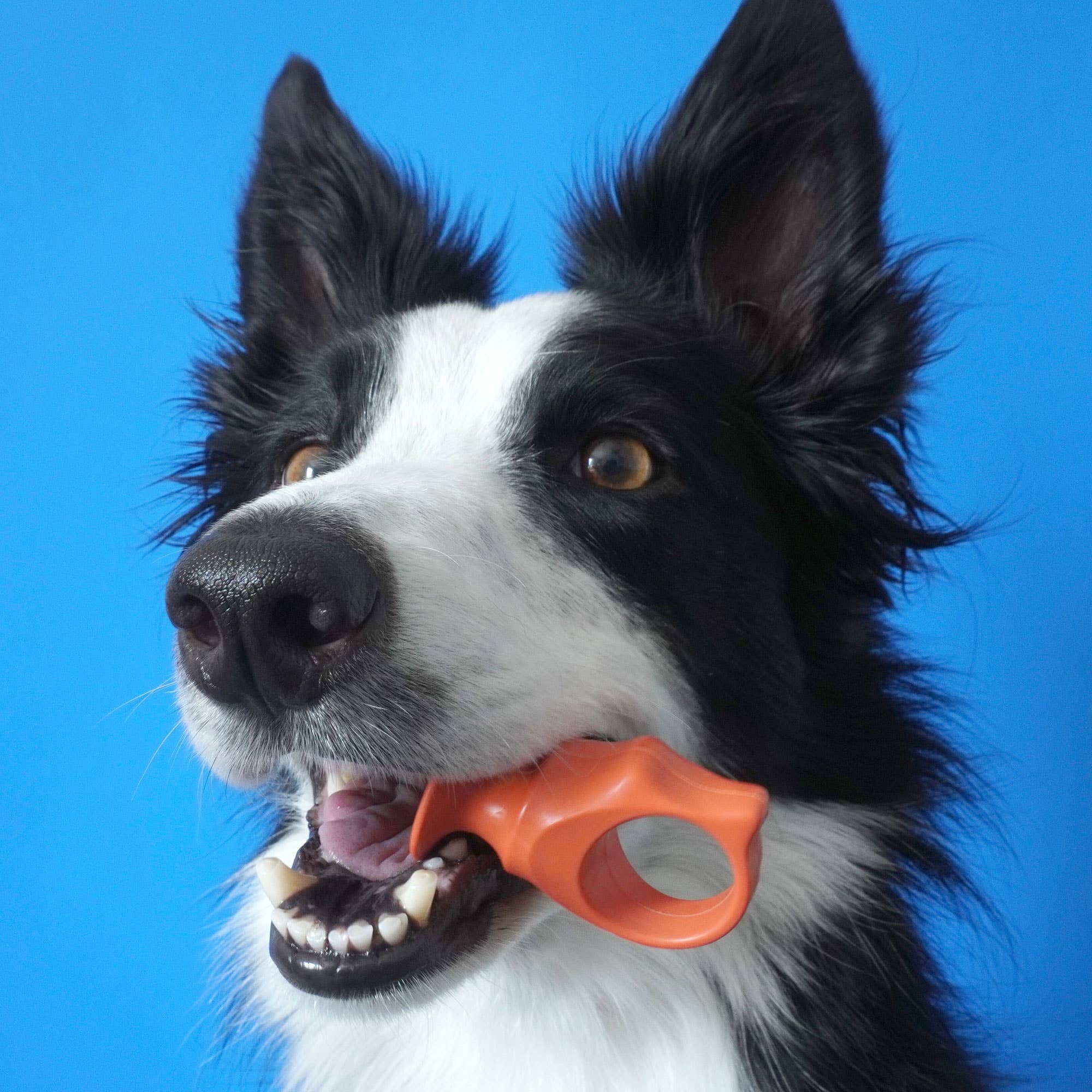 Keen Products Inc. - Vente Produit de toilettage – chien - L'aide à la brosse à dents PawReady BiteBlock permet d'accéder aux dents des animaux11