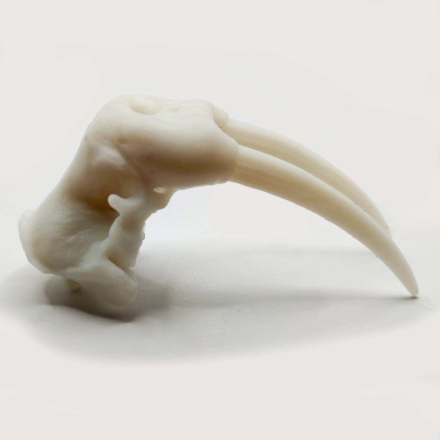 The Scale Grail - Wholesale Decorative Figurine - Walrus Skull Replica6