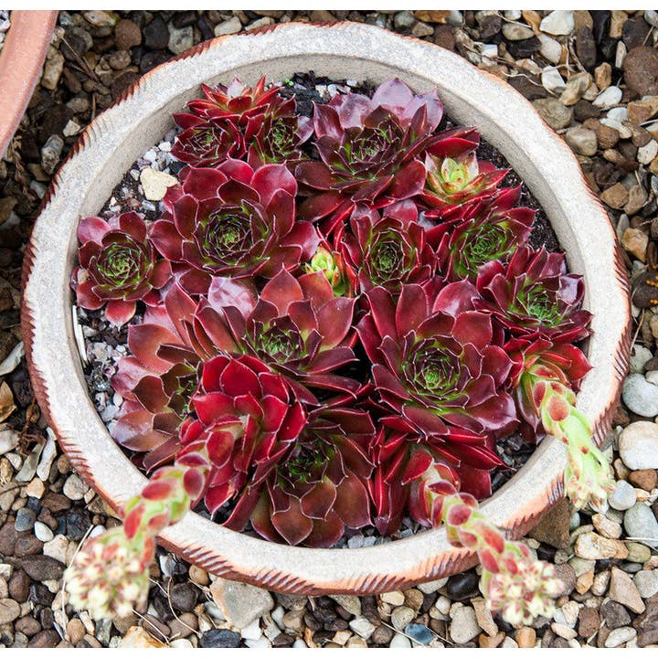 Best Plant Friend - Wholesale Succulent - Sempervivum heuffelii 'Torrid Zone' – 2-Inch Grower Pot1