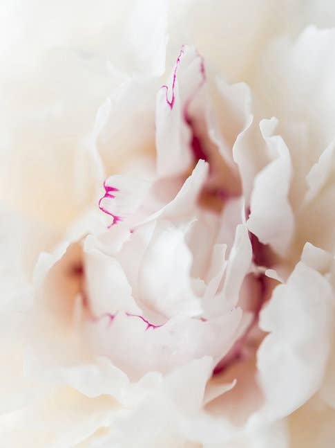 'Pivoine' Fine Art Photography Print for wholesale by White Hill Home