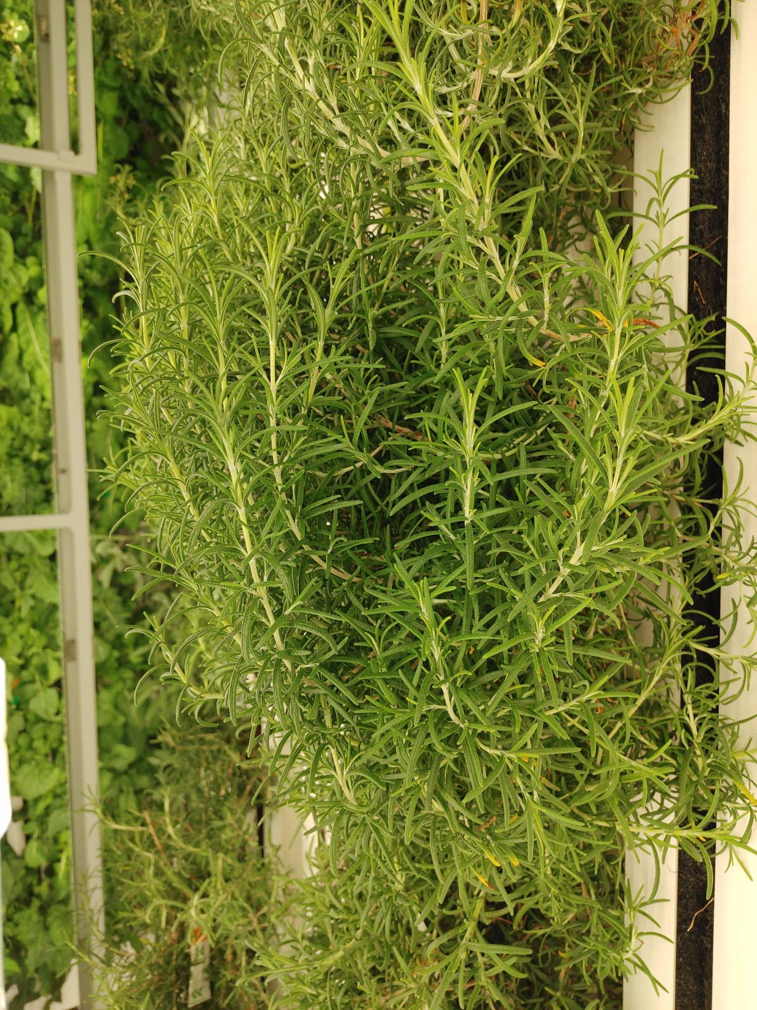 NuLeaf Farms - Vendita all'ingrosso Spray/Acqua viso e corpo - Idrosol al rosmarino2