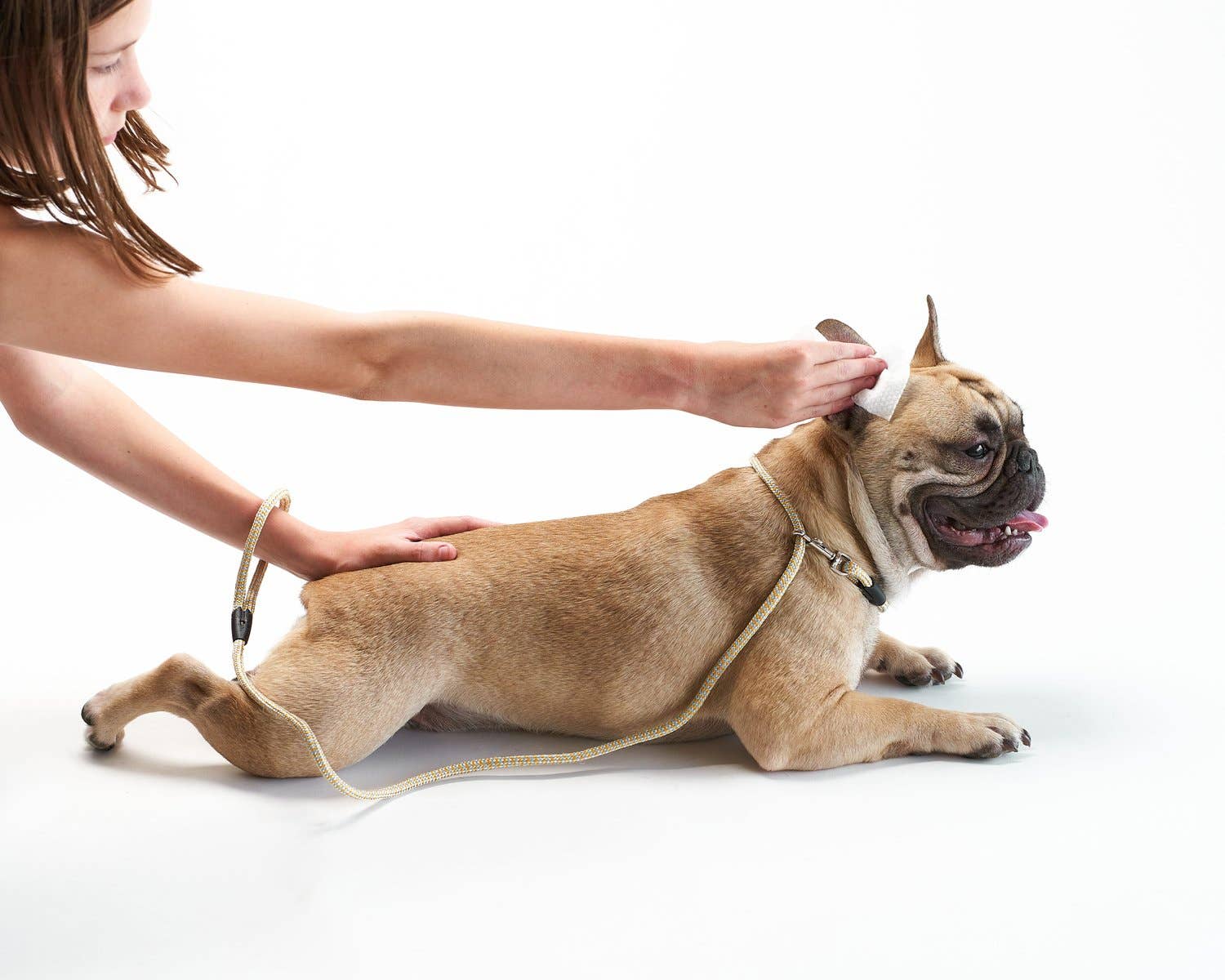 Pet Parents® - Vente Produit de toilettage – chien - Lingettes auriculaires Pet WiPees™ pour chiens et chats, 100 ct3