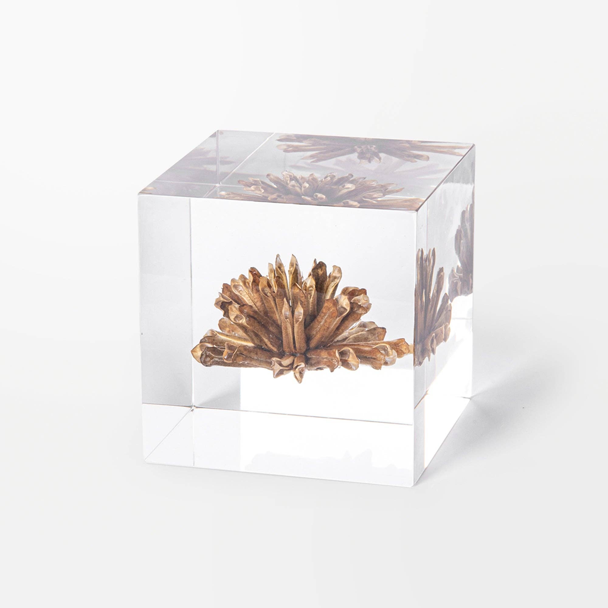 Lumière Creation - Vendita all'ingrosso Decorazioni da tavolo - Cubo Sympetalae1