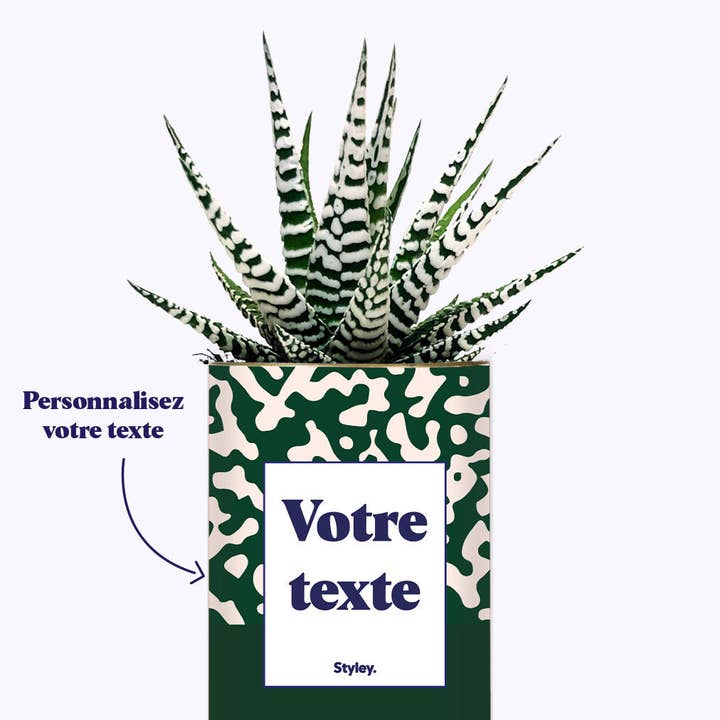 Styley - Wholesale Succulent - Pattern Vert - Plante Personnalisable