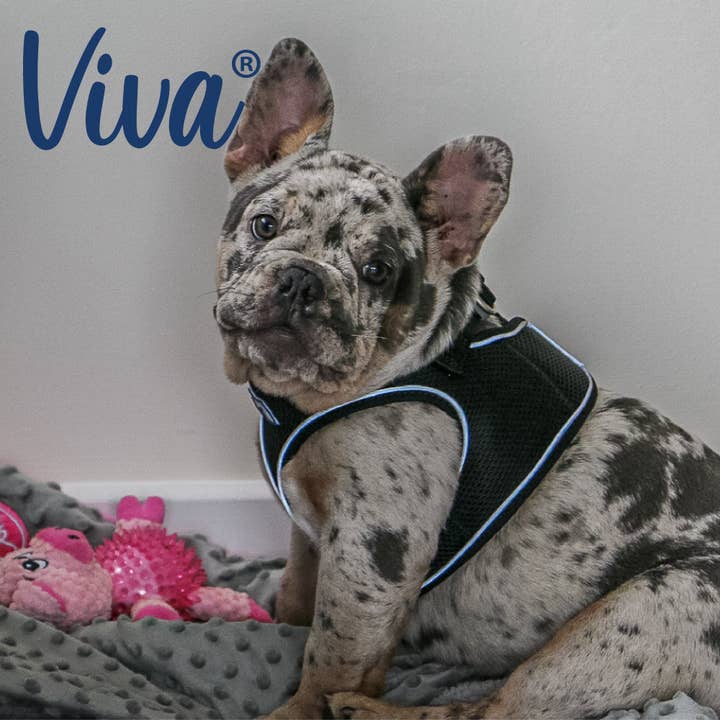 Ancol Pet Products Ltd - Wholesale Pet Harness - Dog - Viva Step in Harness Black4