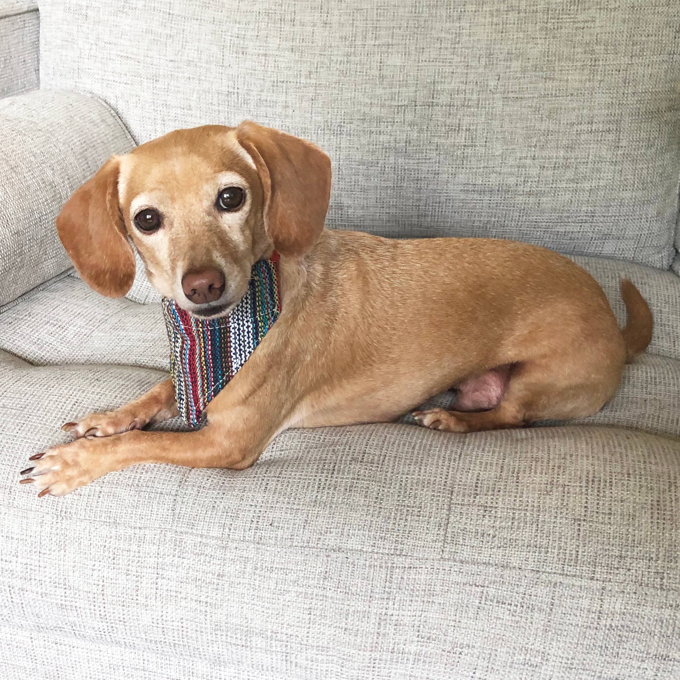 Walking Palm – wholesale Pet bandana – Dog – Dog Bandana Small - Bohemian Multicolor Woven2