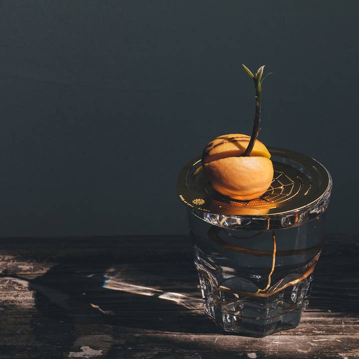 House Of Thol - Wholesale Plant Pot - HELIOS - Propagation Disk for Cuttings, Bulbs & Pits14