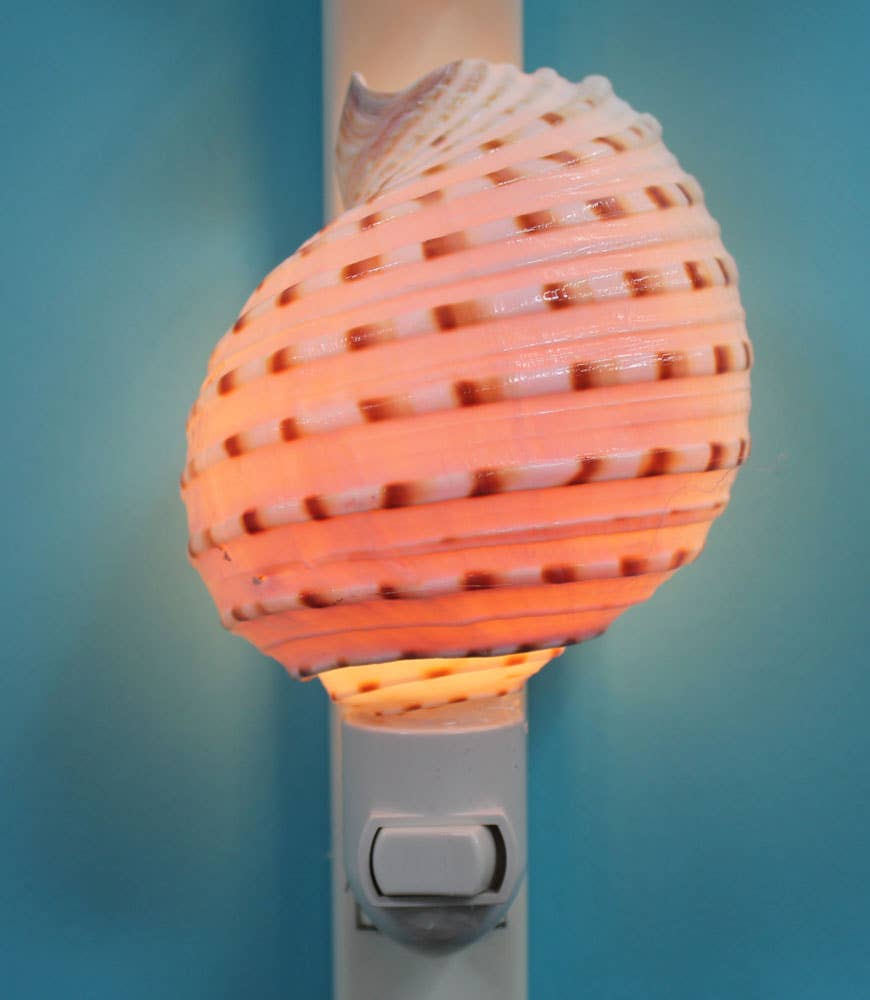 California Seashell Company - Wholesale Night Light - Spotted Tonna Seashell Night Light1