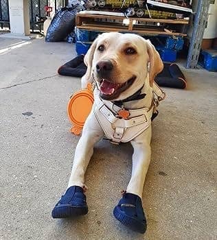 AllDogBoots - Wholesale Pet Boots - Dog - Gladiator Dog Sandals7