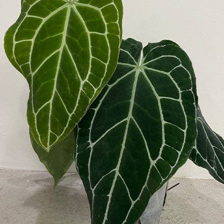 Anthurium crystallinum (Sudamérica) × sib 1,7" para venta al por mayor de OrchidBox