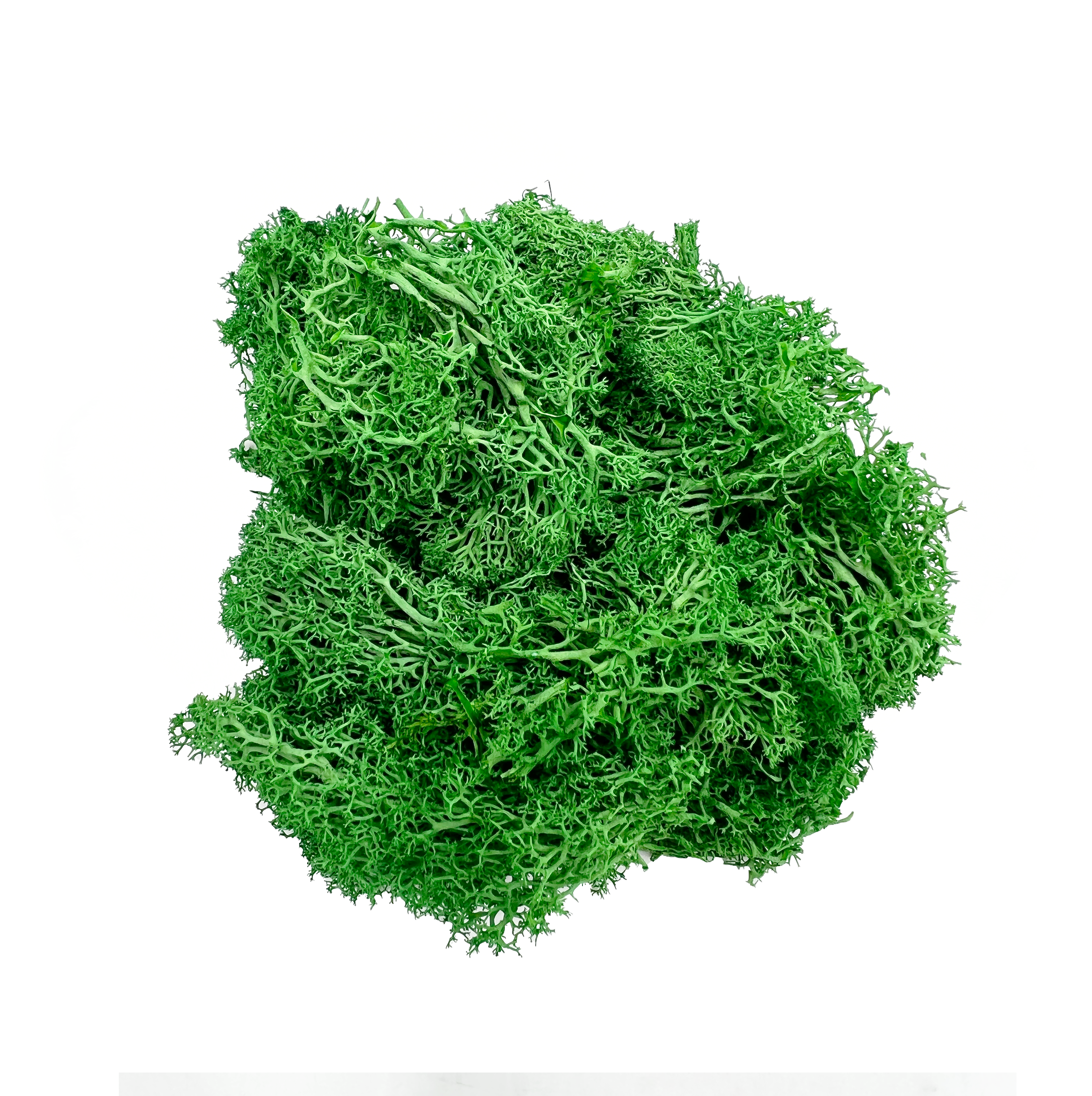2626 Designs - Wholesale Dried/Pressed Flowers - Preserved Reindeer Moss in Multiple Colors16