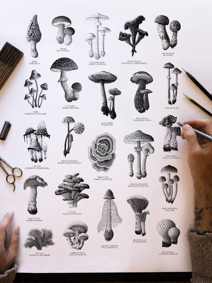 Mushroom Chart for wholesale by InkWell Spectrum