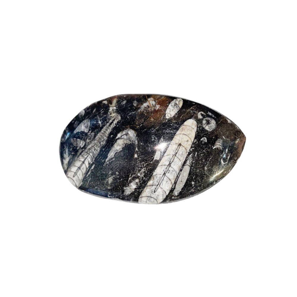 France Mineraux - Vente Pierre et cristal de spiritualité - Orthocéras - Pierre Brute - Taille 10 À 14 cm2