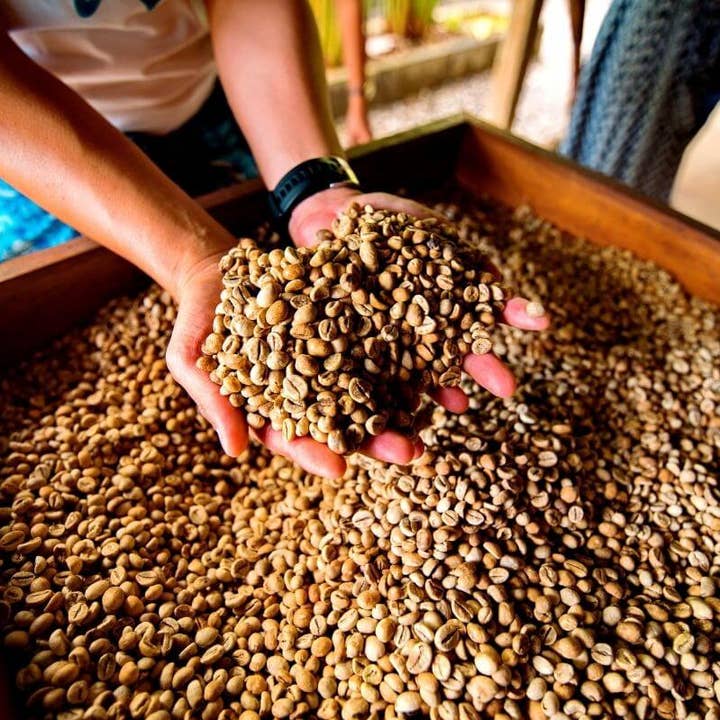 Luis Velazco Huila Castillo Lavado Green Coffee $5.96/Lb for wholesale by COLOMBINO