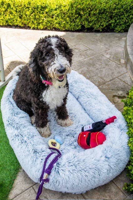 Glow Pups – wholesale Pet bed – Dog – Calming Faux Fur Dog Bed with Memory Foam Bolster10