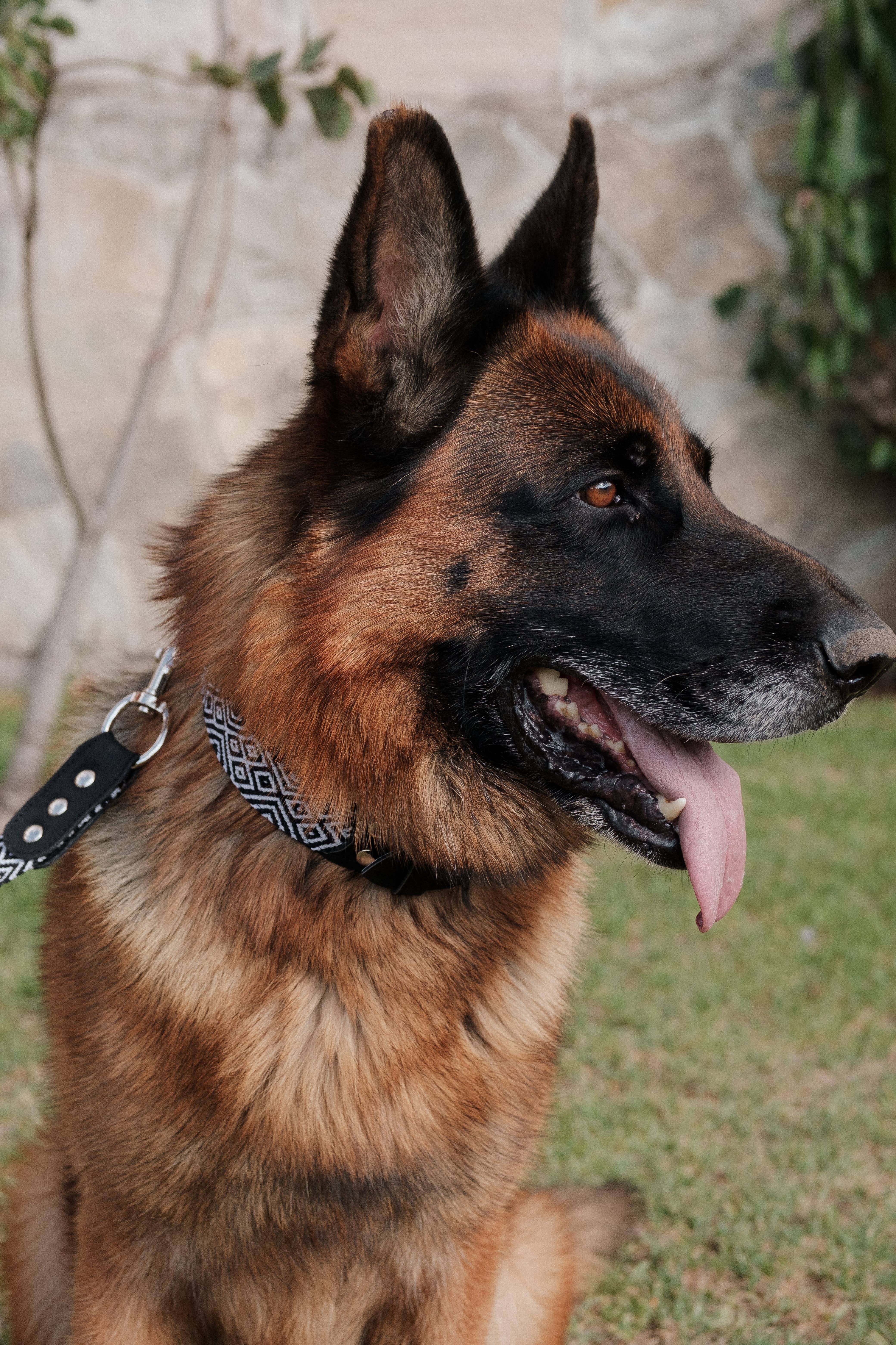 Apapáchalos- Pets - Wholesale Pet Collar - Dog - Cascabel black and white dog collar9