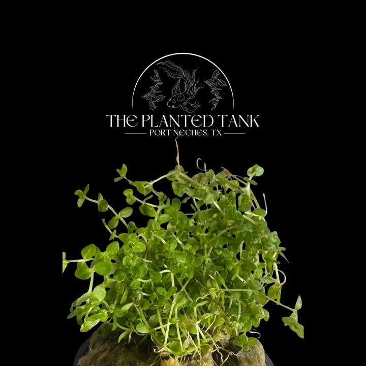 Pearl Weed ~ Potted for wholesale by The Planted Tank