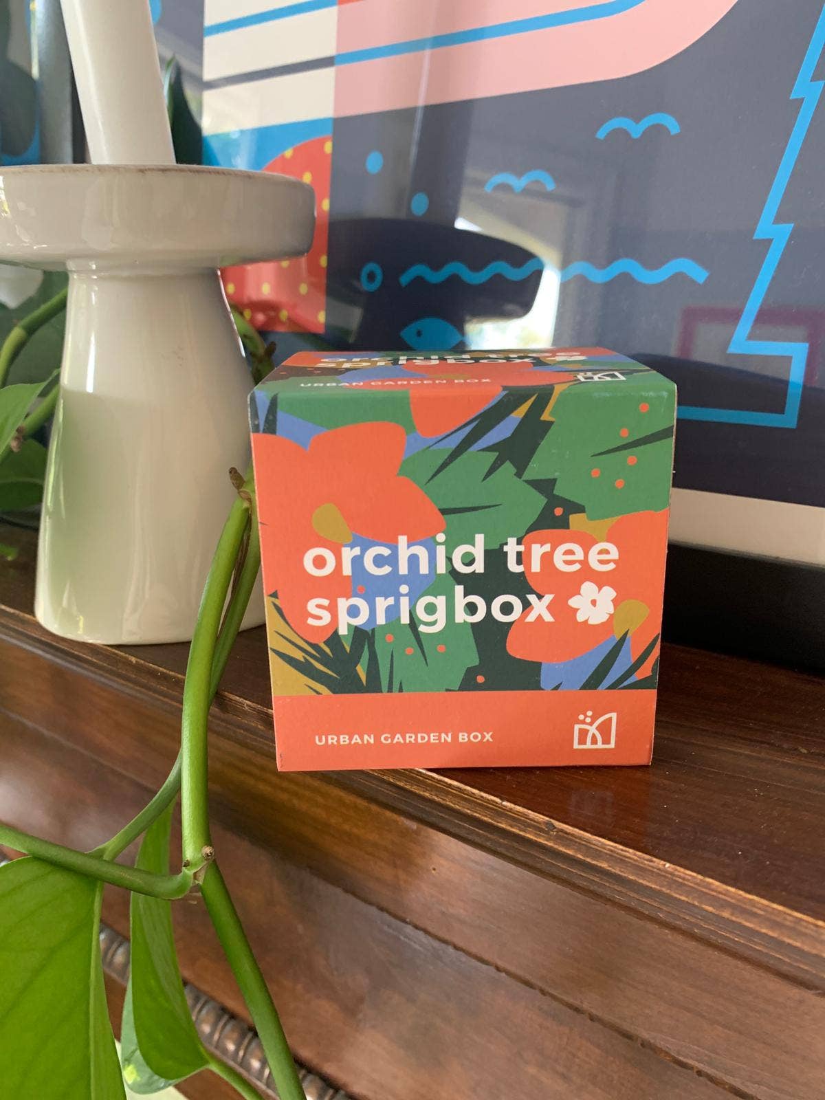 Sprigbox - Wholesale Plant Seeds - Orchid Tree Grow Kit | Wooden Planter Box | Indoor Gardening1