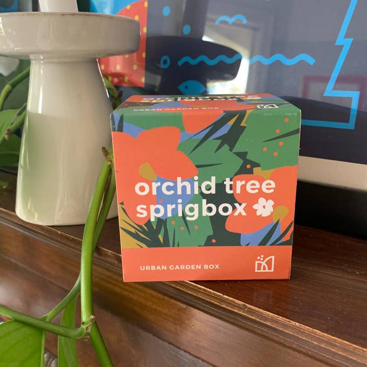 Sprigbox - Wholesale Plant Seeds - Orchid Tree Grow Kit | Wooden Planter Box | Indoor Gardening1