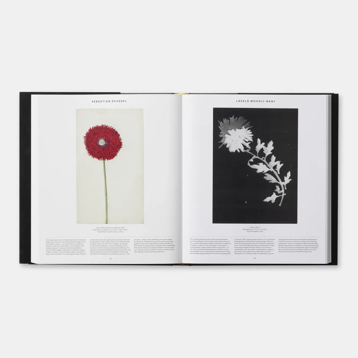 Phaidon - Wholesale Nature & Outdoors - Plant5