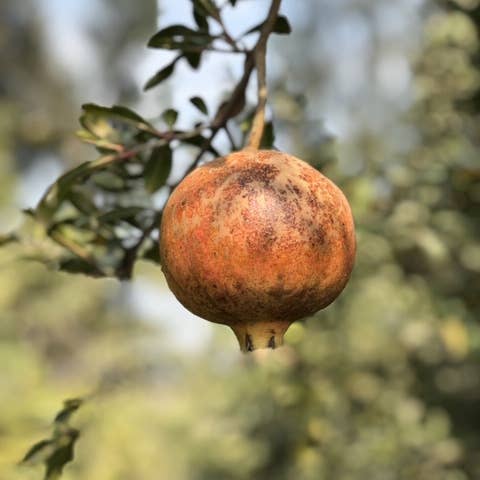 Katari Beauty – Engroshandel Bad/Kropsolie – Granatæblefrøantioxidant C-vitamin rent bad/kropsolie2