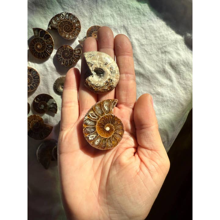Tumbledshop - Vente Pierre et cristal de spiritualité - Grande tranche de fossile d'ammonite polie coquille fossilisée
