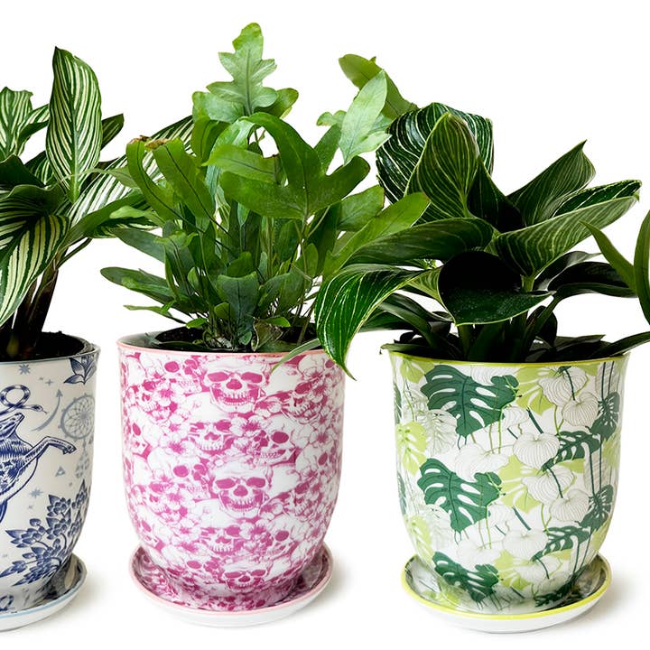 Chive UK – Engroshandel Plantekrukke – Frihed 59