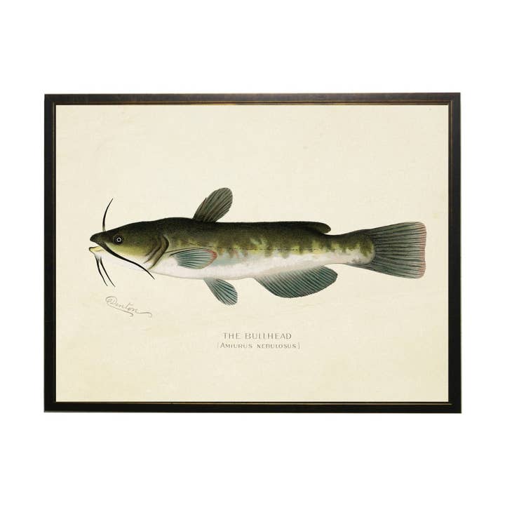 Vintage Bullhead Bookplate for wholesale by Antique Curiosities Inc