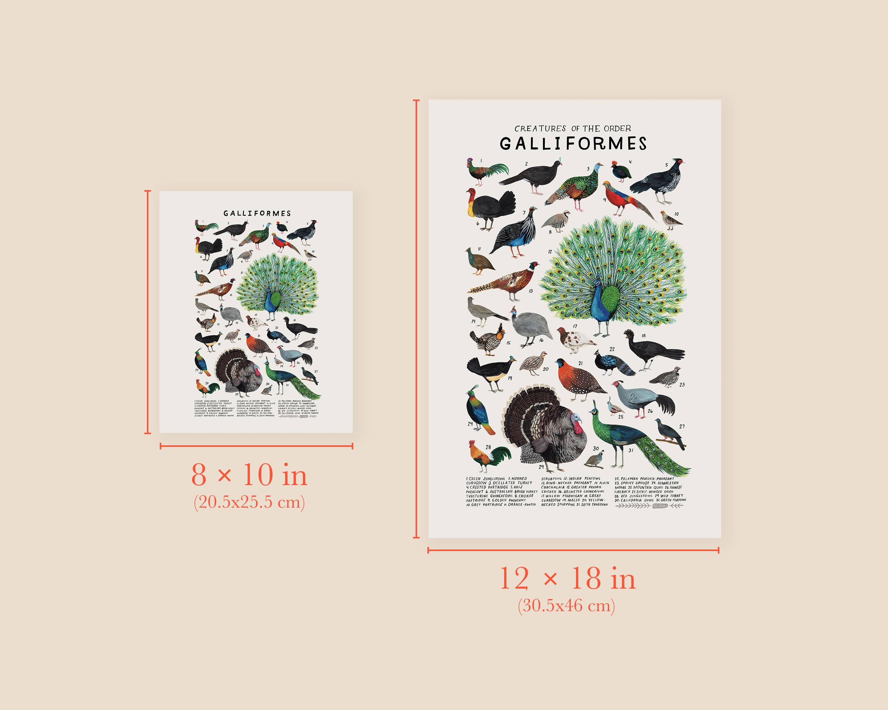 Kelzuki - Wholesale Art Print - Galliformes Art Print: Chickens, Turkeys, Quail2