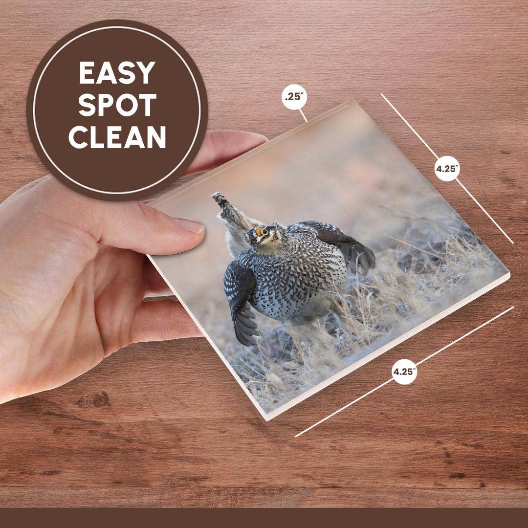 3dRose - Wholesale Coasters - 3dRose, Sharp-tailed grouse claiming lek territory, Coaster6
