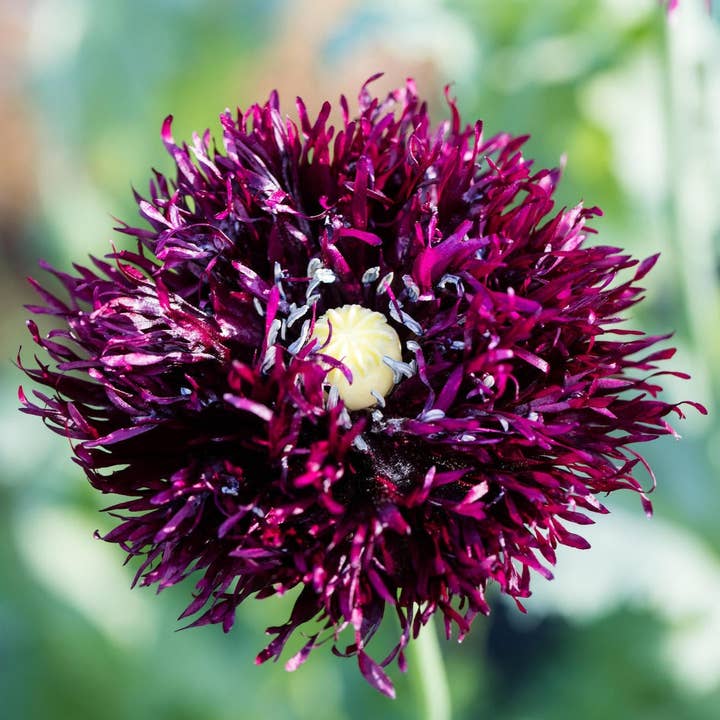 Plantgem - Wholesale Plant Seeds - Black Swan Breadseed Poppy - 100 Seeds1