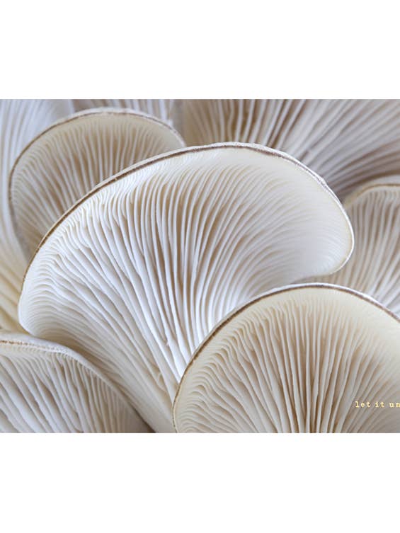 Sets de table en papier - Laissez-le se déployer pour la vente par SOOLIP