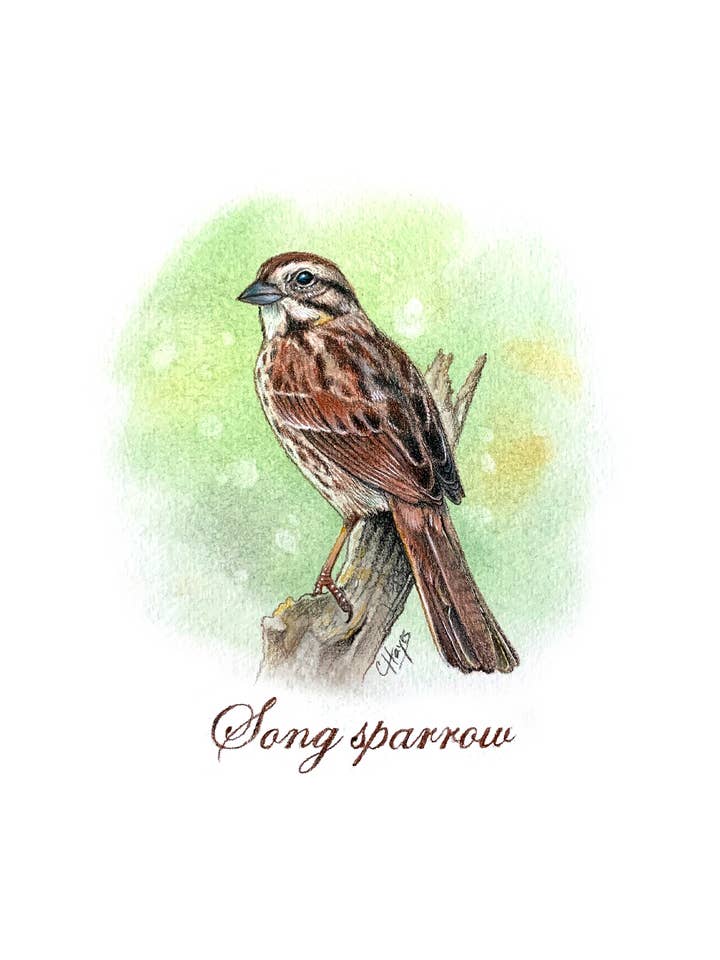Art print (5x7, matted to 8x10): Song Sparrow for wholesale by Colin Hayes Art
