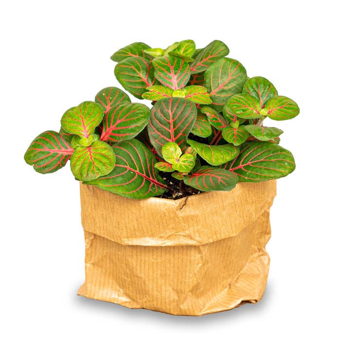 Trendhero.nl/b2b – Großhandel Pflanzen – Fittonia Bubble Red - Rot und Grün - Mosaikpflanze