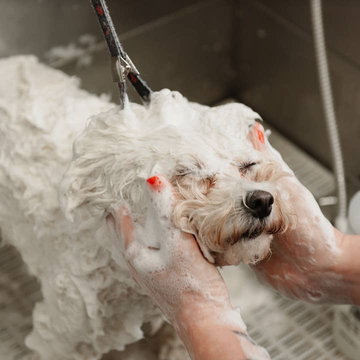 For All DOGKIND – wholesale Pet shampoo – Dog – SUPER SOOTHING SHAMPOO FOR ITCHY SKIN & COATS 250ml & 5ltr - TRADE2