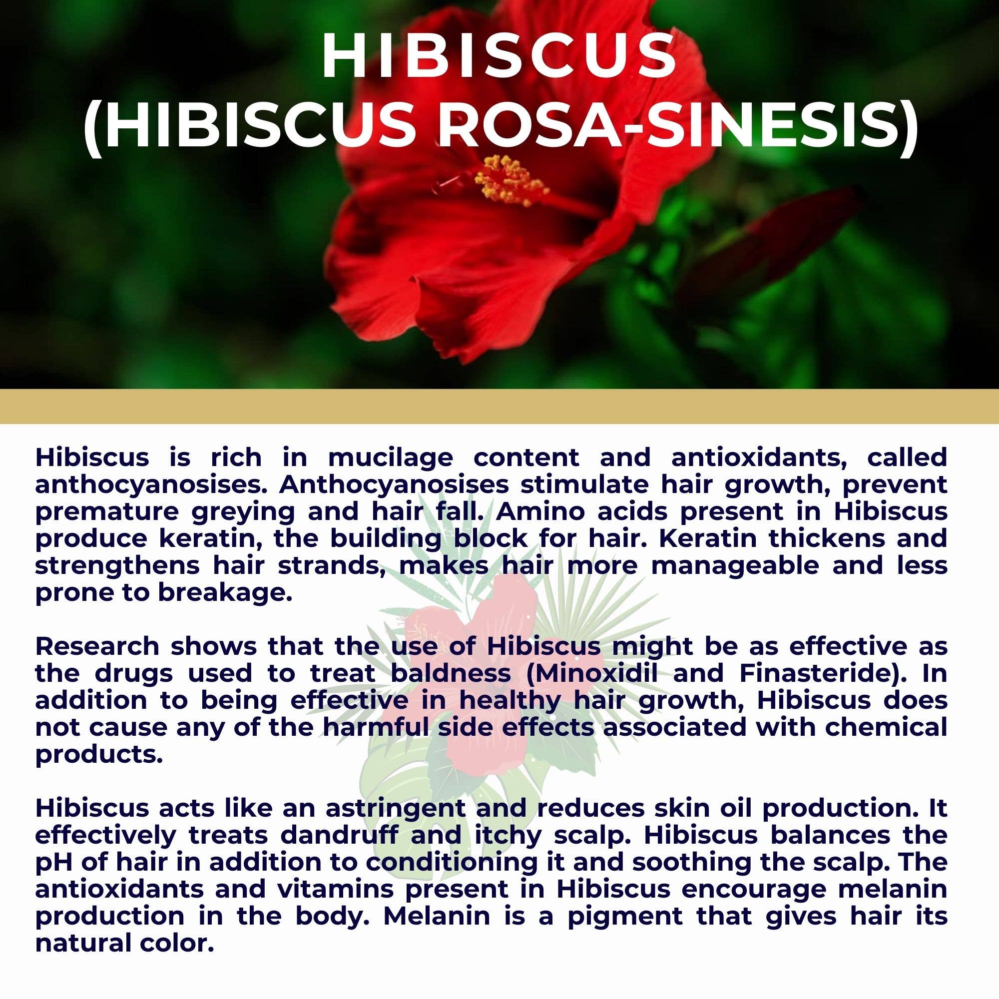 The Sacred Essence - Wholesale Hair Serum - KALA - Saffron Based Serum with Biotin & 15 Ayurveda Herbs9