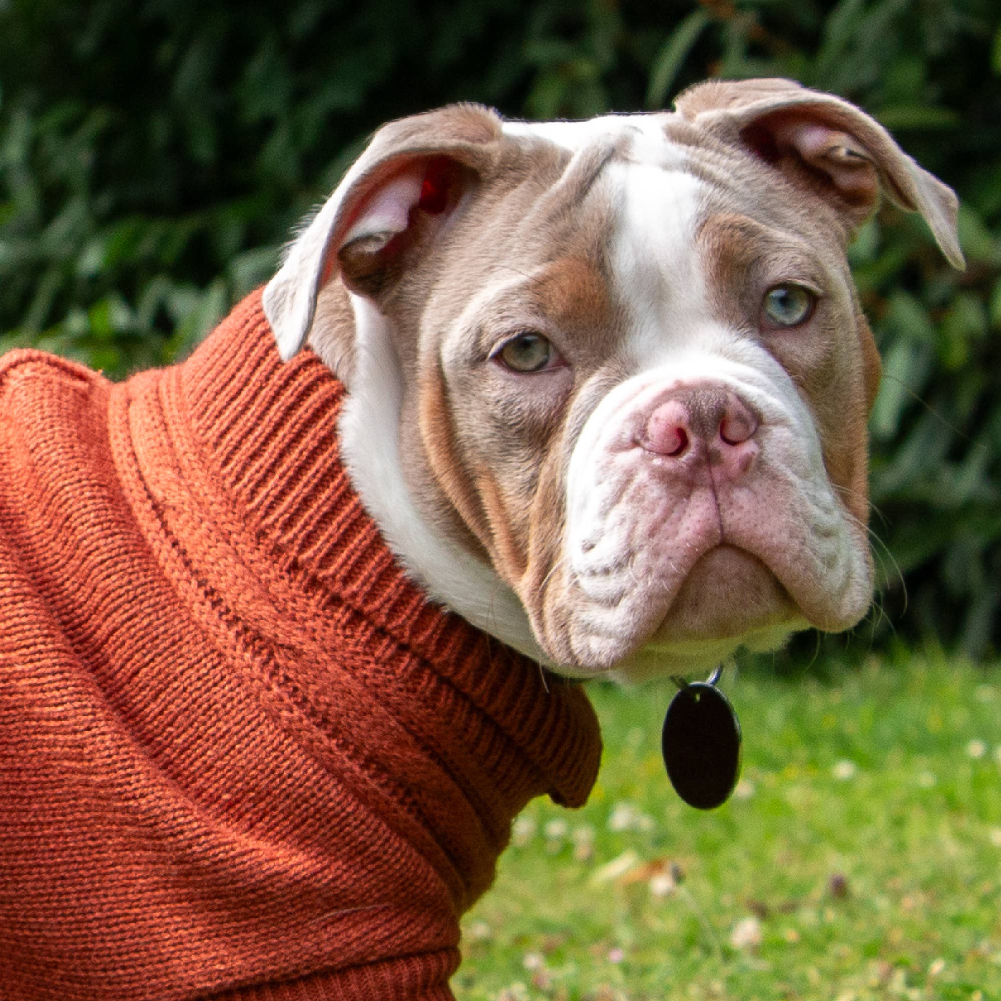 Ancol Pet Products Ltd – wholesale Pet jumper – Dog – Snug Cable Knit Jumper Terracotta  ( 4 sizes available)  2