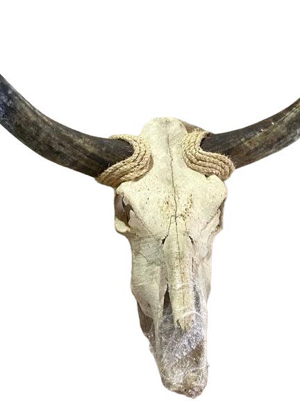Acento de parede de crânio de vaca enviado por paletes por atacado de Luises Perez Imports LLC