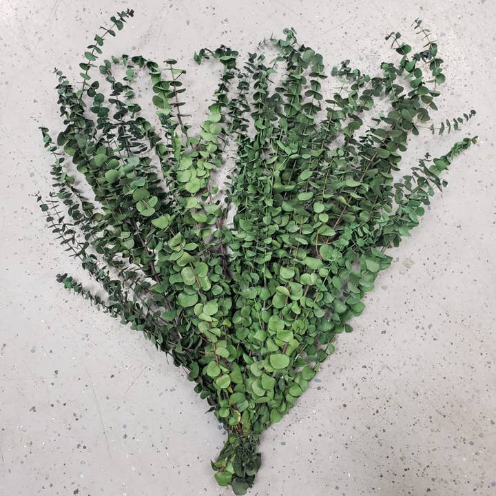 BULK Preserved Spiral Eucalyptus - Green (16oz) for wholesale by BLOOMINGFUL.COM