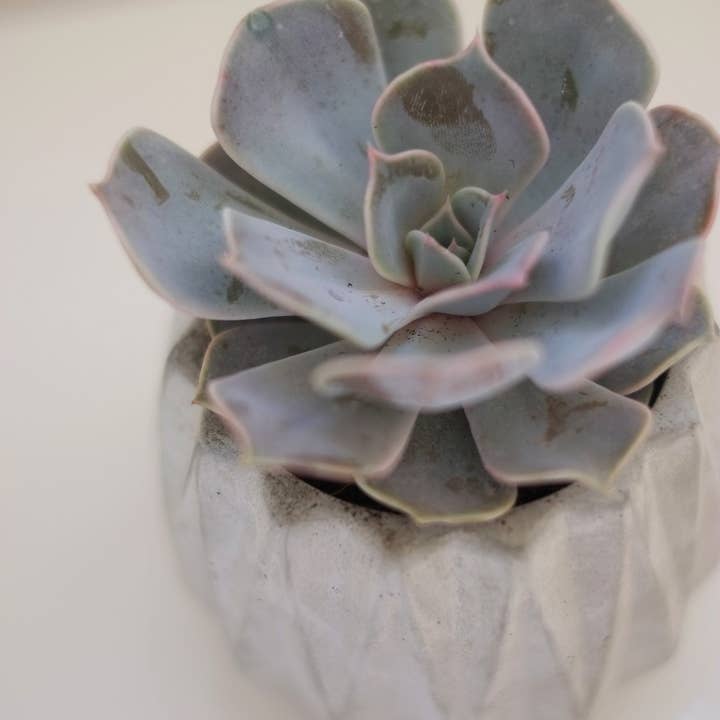 Concreates – wholesale Plant pot – Concrete Geometric Plant Pot | Cactus | Succulent | Planter | Monochrome Planter | Boho Decor | Boho Plant Pot5