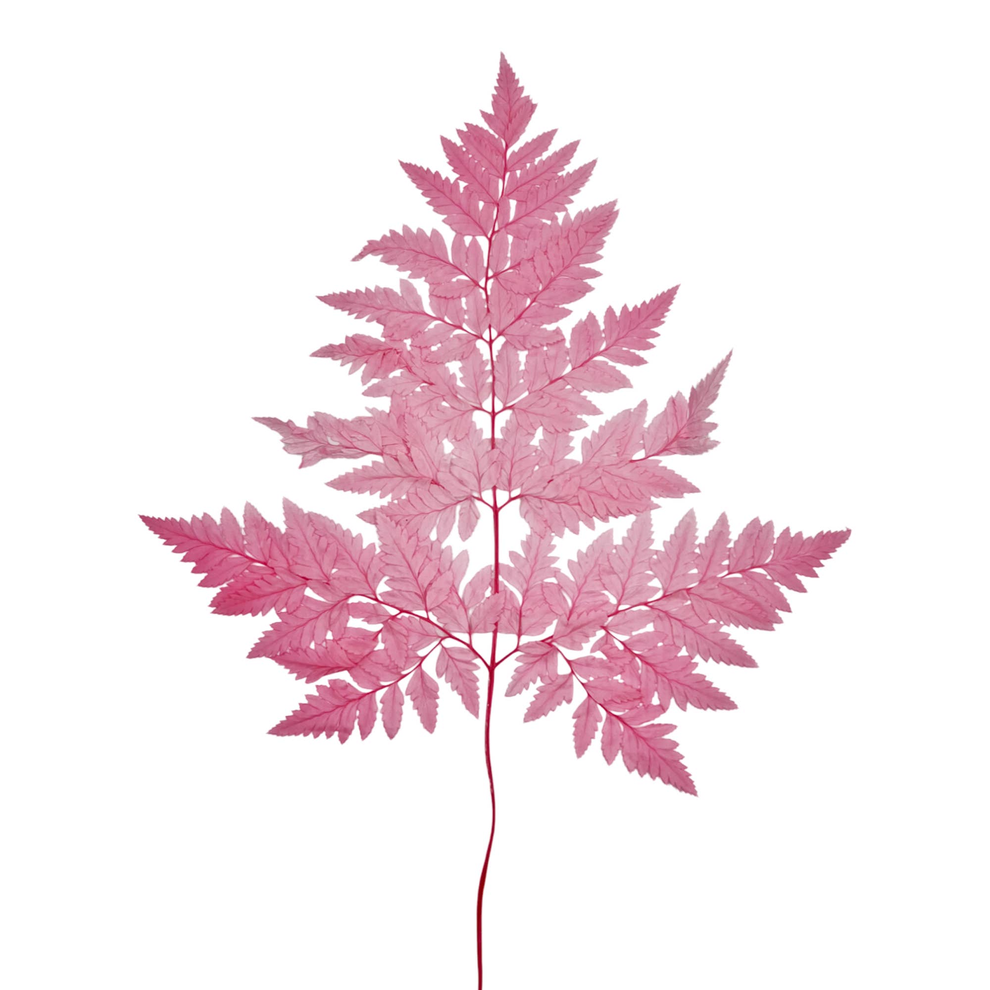 2626 Designs - Vente Fleur séchée/pressée - Fougère Davallia Mariesii séchée et préservée9